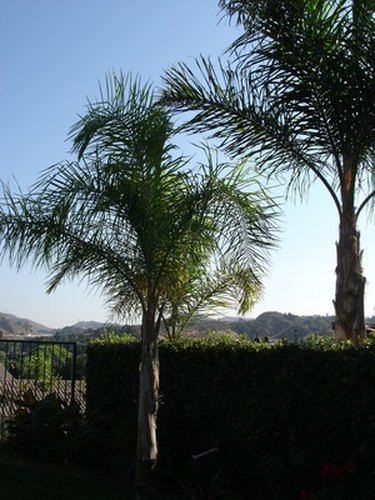 do-palm-tree-leaves-die-in-the-winter-ehow