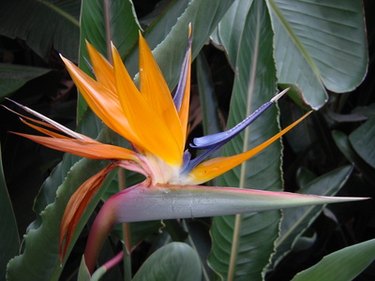 bird of paradise