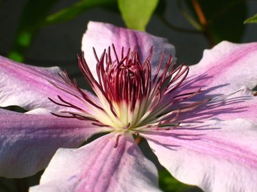 clematis