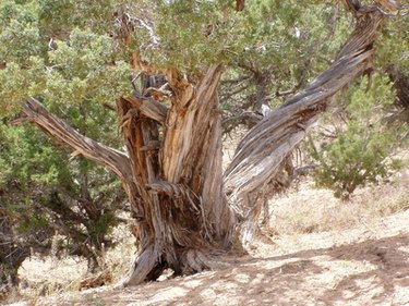 The Best Soil for Colorado Blue Spruce Trees