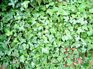 How to Stop Holes in Ivy Leaves