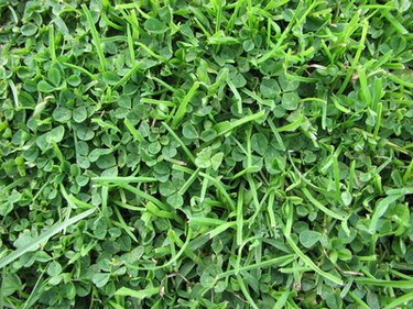 clover seeds