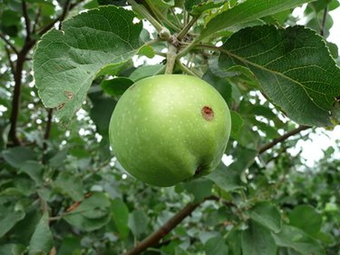 Granny Smith Apple Tree - PlantingTree