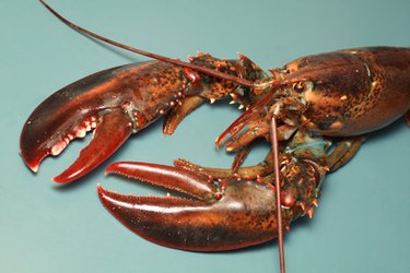 How to Keep Lobster Alive Overnight | ehow