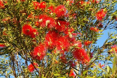 How to Grow and Care for Bottlebrush Bushes