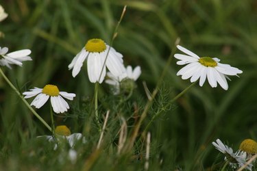 shasta daisy