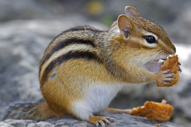 How to Trap a Chipmunk in a Mouse Trap