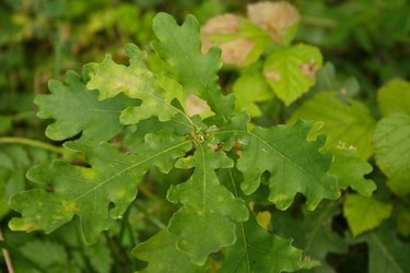 How to Identify Oak Trees Using Acorns  Mississippi State University  Extension Service