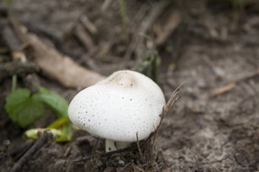 paddestoelen hongos comestibles eetbare digfineart wikisailor schimmels