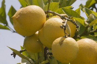 lemon tree thorns