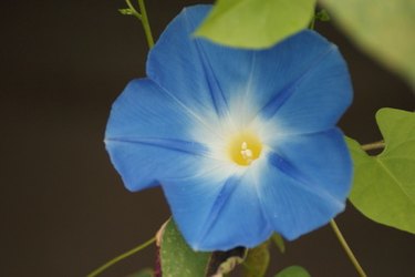 Are morning glory flowers poisonous sale to dogs