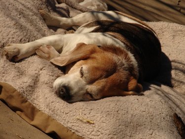 Best way to remove dog smell from outlet carpet