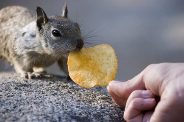 How to Make a Trap to Catch a Pack Rat