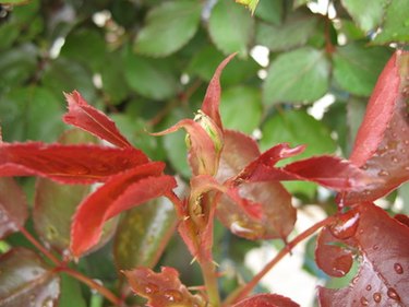 Why Rose Bush Leaves Turn Red