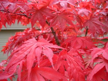 maple wood tree