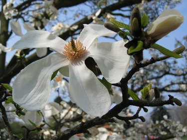 11 Beautiful White Flowering Trees - Best White Flower Trees