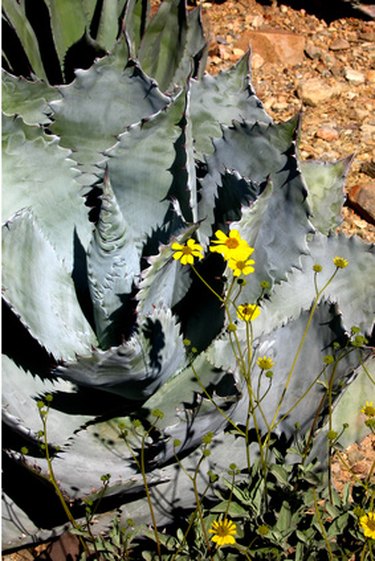 Morning glories poisonous to hot sale dogs