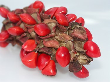 Are magnolia seeds poisonous best sale to dogs