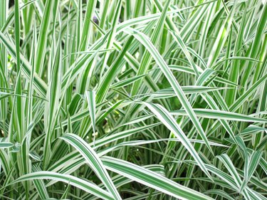 Is ornamental grass toxic sales to dogs