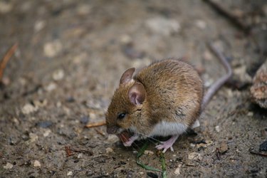 mice under floorboards