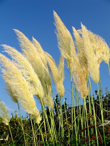 how-to-preserve-pampas-grass-flowers-for-decorating-ehow