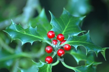 holly bush