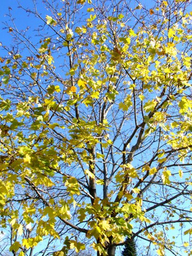 norway maple leaf facts