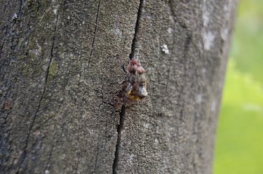 How to Make a Fruit Fly Trap - CHOW Tip 