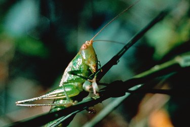 Close-up of grasshopper