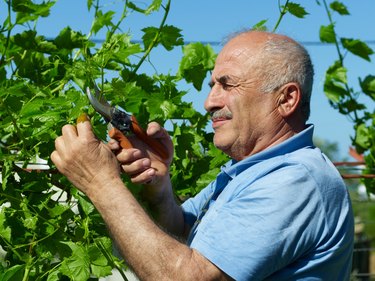 Gardeners