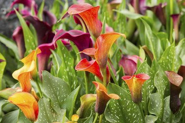 Calla lily field