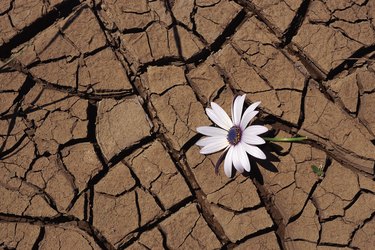 Flower and cracked mud