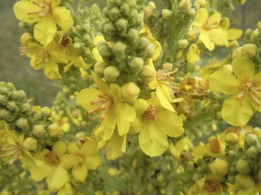 Verbascum phlomoides - mullein