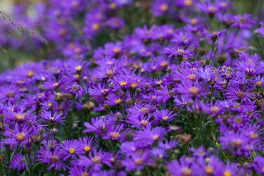 Italian garden flowers-asters