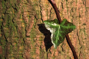 English ivy leaf.