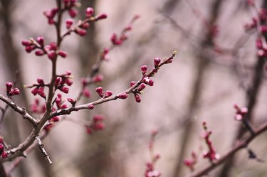 Apricot tree flower