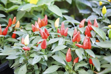 Red pepper in the garden.