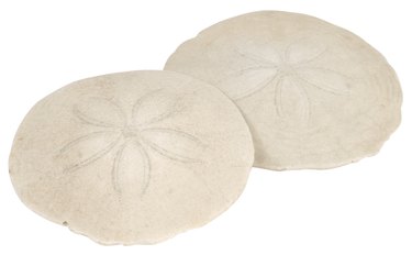 Fun Ways to Display Sand Dollars