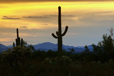 Sonoran Desert Sunset with Saquaro Cactus