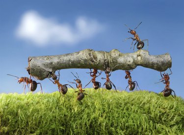 team of ants carry log with chief on it