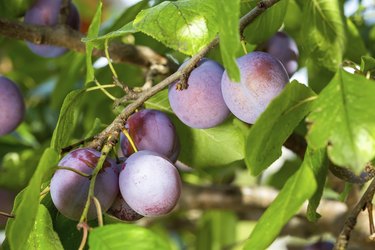 Plums on a tree