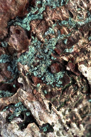 Sustainably Harvested Green Shield Lichen Moss Dried Moss on Bark Bran –  DyBeeApothecary