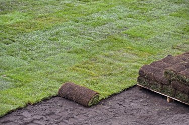 rolled sod