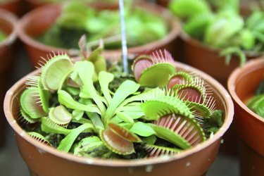 Venus flytrap