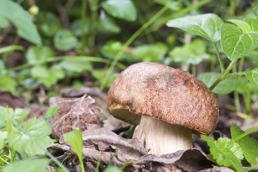 Porcini Mushroom in natural enviroment