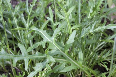 Fresh organic Wild Rocket Salad