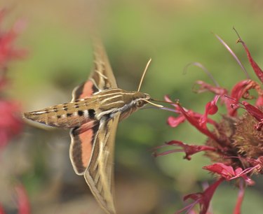 Sphinx Moth