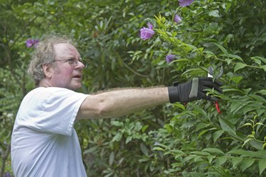 Trimming Branches