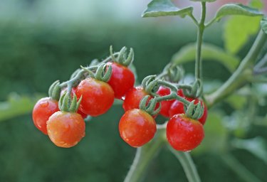 Cherry tomatoes