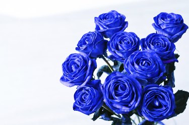 Blue roses